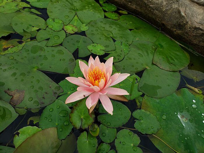 A peach-orange-colored lily next to a rock in the water