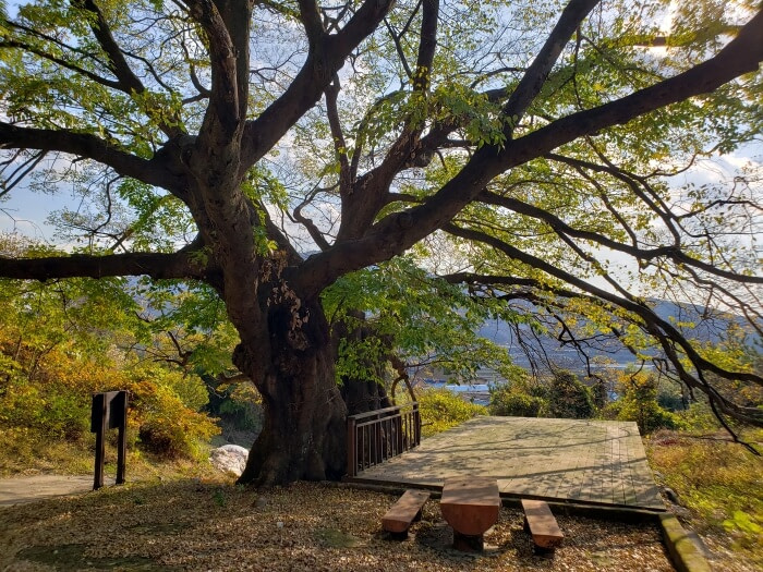 A pair of old trees next to a wooden platform and stone table and bench