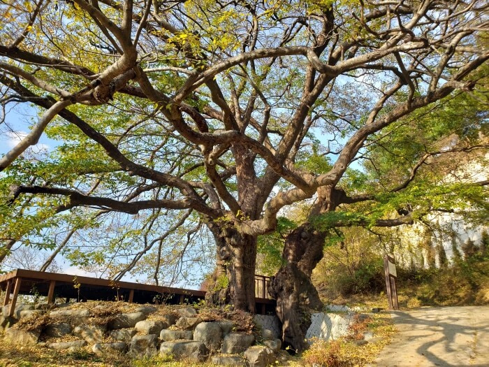 A pair of old trees during early autumn