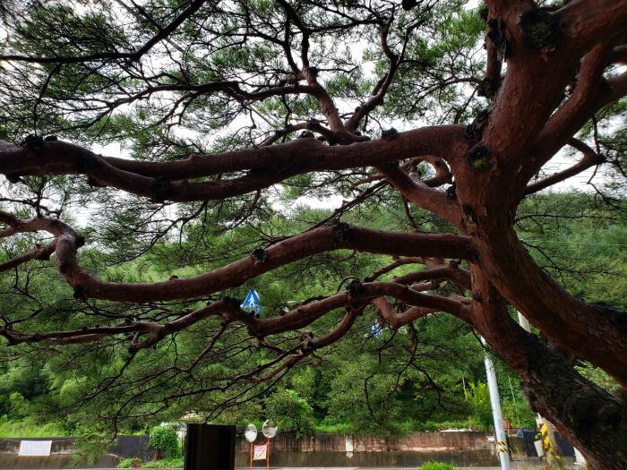 Smaller pine branches extending out from a larger branch