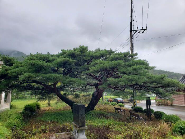 Two pines in the grass growing away from each other on cloudy day