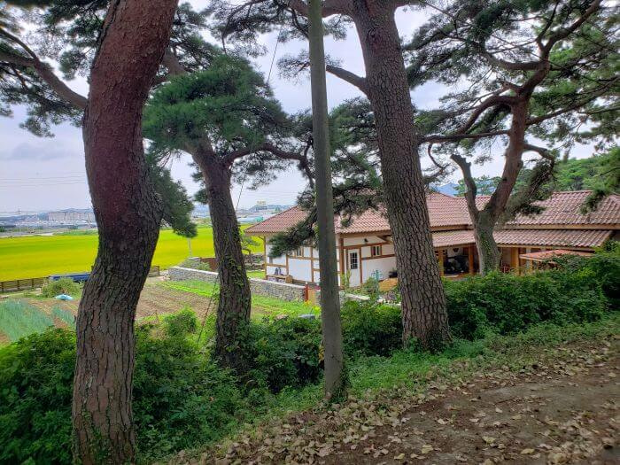 Pines growing next to rice fields and an Asian style house