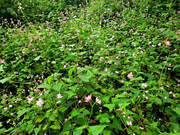 A bush with many small pink flowers