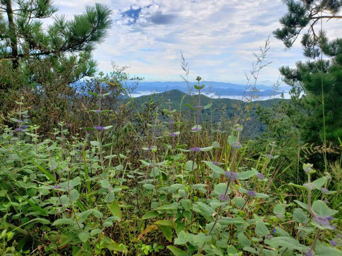 Pink flowers growing against a mountainous backdrop