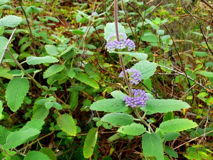 Purple flower clusters of balls