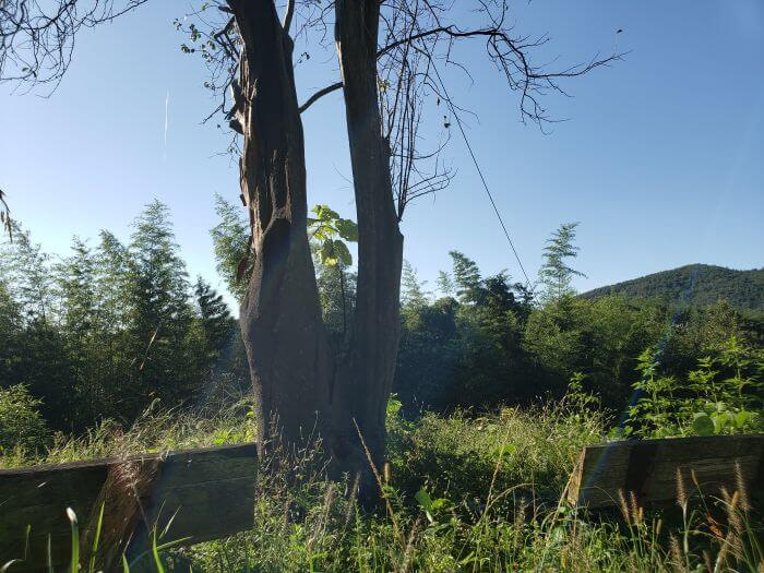 A quince tree next to benches in tall grass