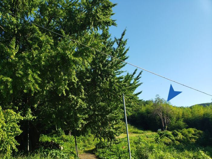 A quince tree within sight of a larger, older tree along a path through the grass