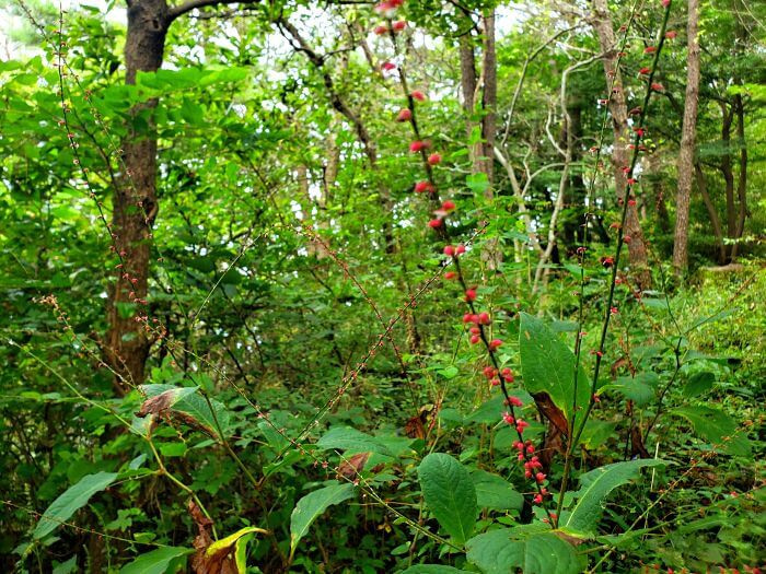 Red flowers like balls on stems