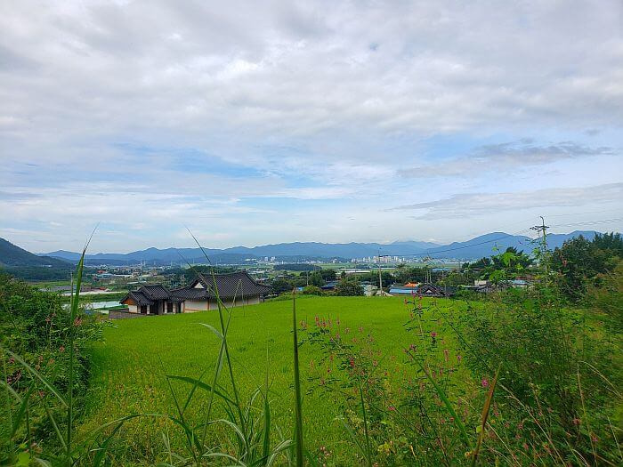 A rice field next to a small village in Goseong, in Gyseongsangnamdo, Korea