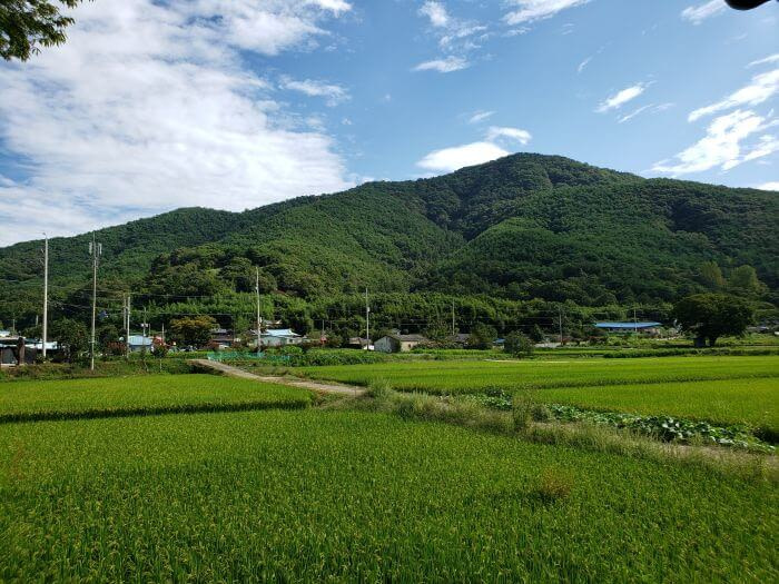 Rice fields and a village at the foot of a mountain