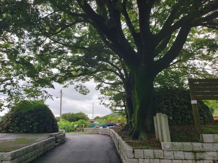 A driveway between an old tree and a rock dome