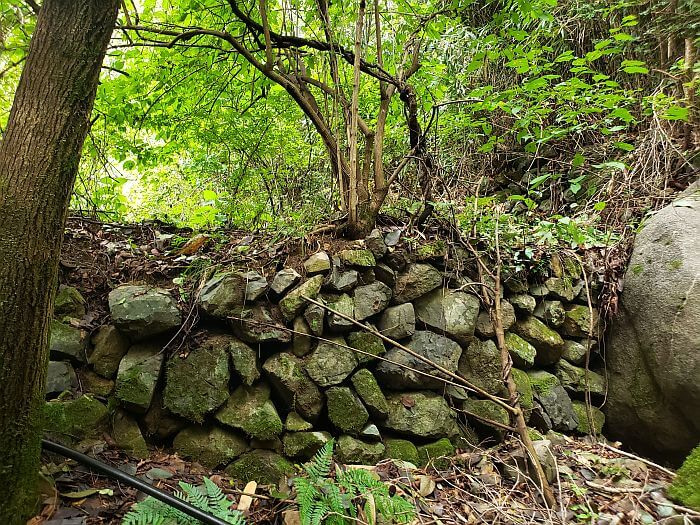 Rock wall in a forest with land on the ledge