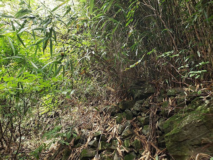 A rock wall next to some bamboo