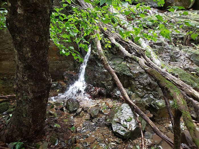 Running water next to a tree