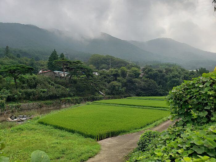 Sections of rice growing next to a stream with trees and houses along the base of a mountain