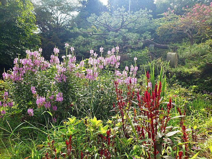 Pink and red flowers blooming in September in the sunshine