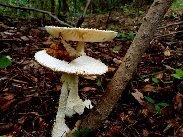 A side view of two white, bumpy mushrooms