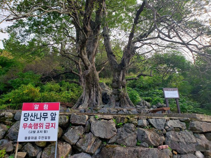 A sign next to old trees warning against shamanism