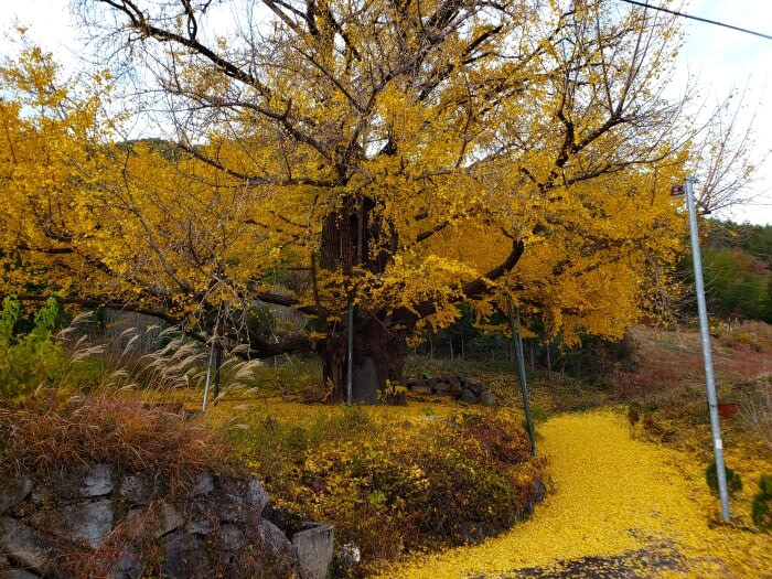 A small road covered with yellow ginko leaves and the old tree