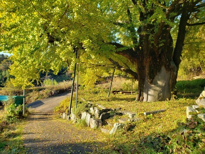 A small road next to an old ginko tree with yellow leaves