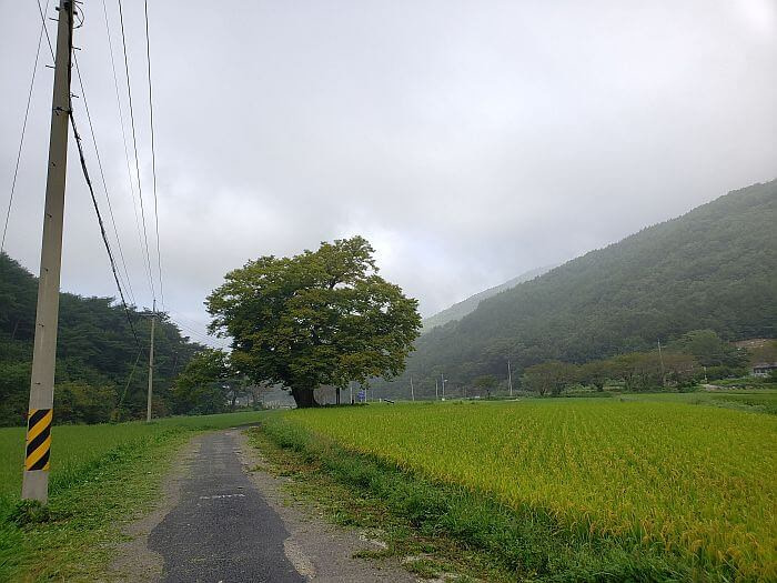 A small rural road between rice fields with an old tree sticking out