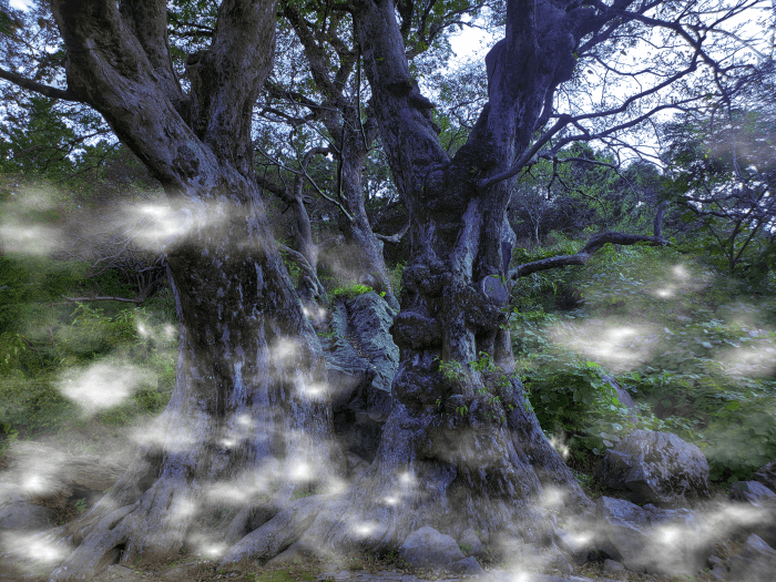 Spooky looking trees in fog