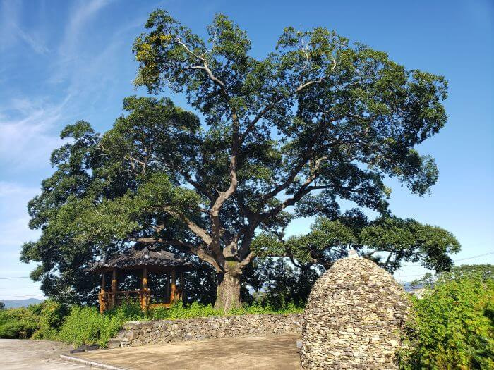 Stone dome and gazebo next to old tree