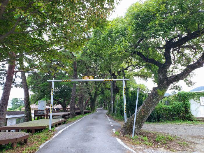 A street between rows of trees and platforms