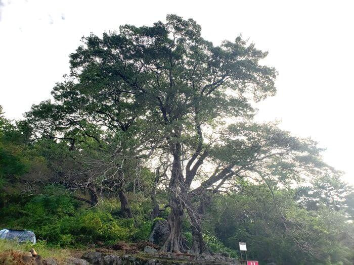 The sun shines behind a group of 5 old trees on a mountainside
