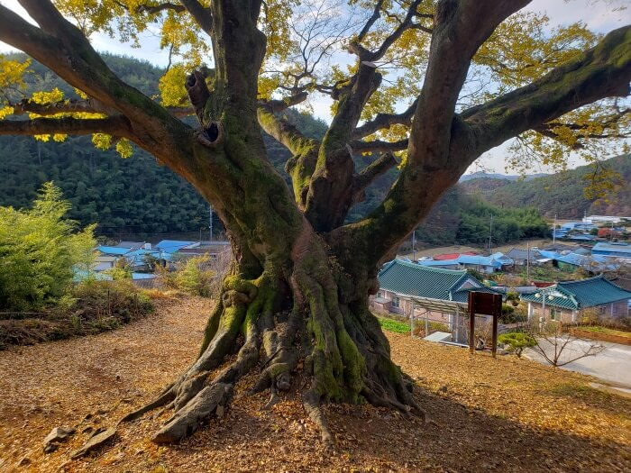 Sun shining against an old tree with moss overlooking a Korean village