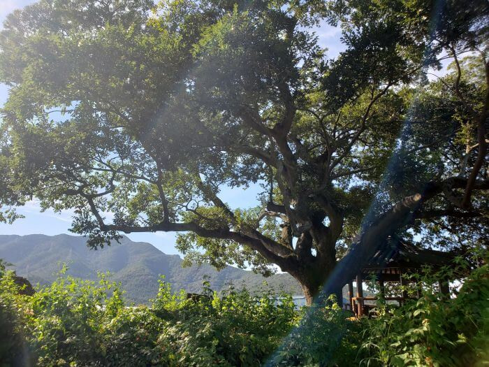Sun shining through an old tree and gazebo behind tall grass