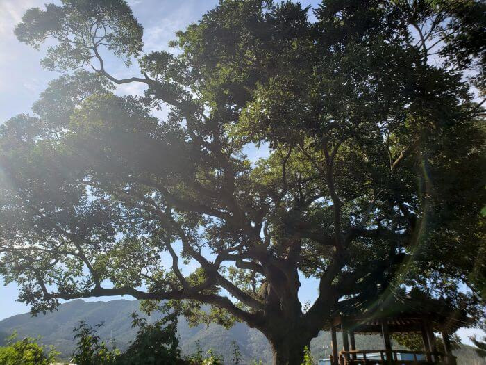 Sun shining through an old tree and gazebo
