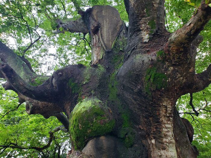 Tree branches extending from knots