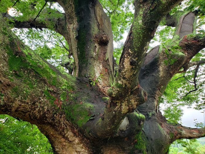 Tree branches extending from a tree trunk