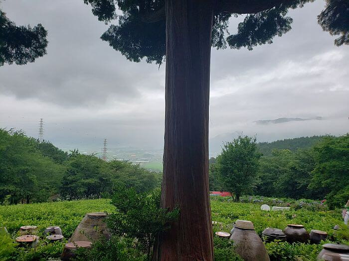 A tree growing in front of a patch of green tea next to some jars