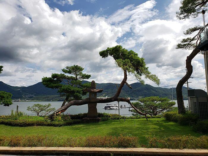 A tree growing sideways along the edge of a cliff near the sea