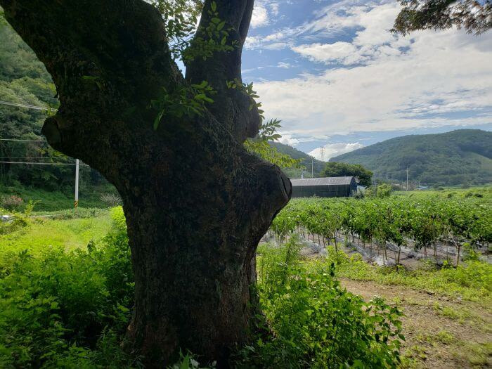 A tree trunk in tall grass with rice fields and mountains in the background