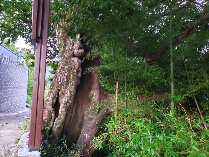 A tree with a hollow trunk growing on the edge of the road in bamboo