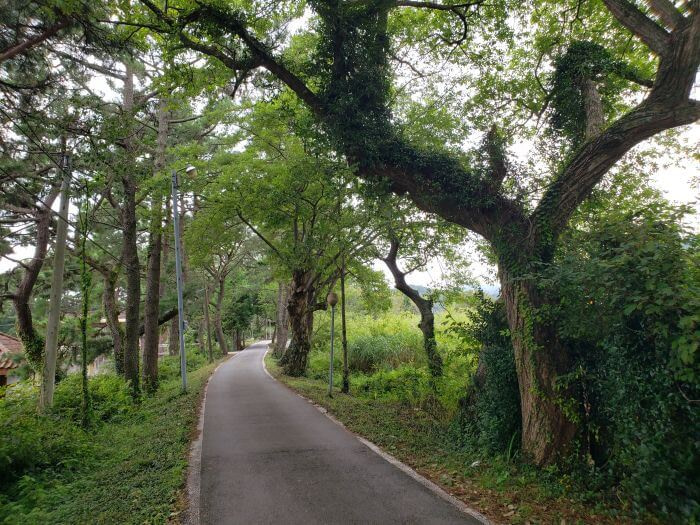 Trees and vines growing along a small road