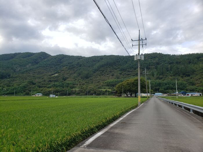 Trees sticking out from rice paddies along a small country road