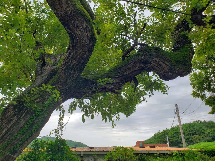 Twisty trunk and tree branch growing