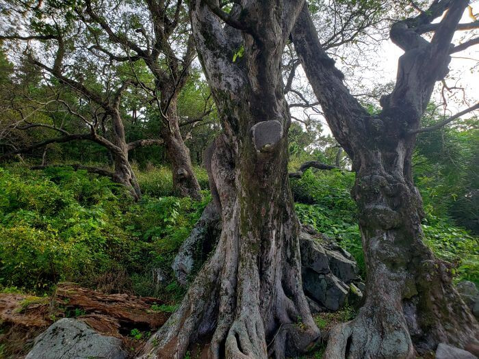Two large old trees in front of 3 smaller old trees