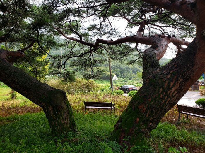 Two pine trunks leaning away from each other