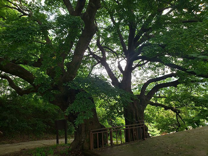 Two trees next to a deck with long branches stretching out