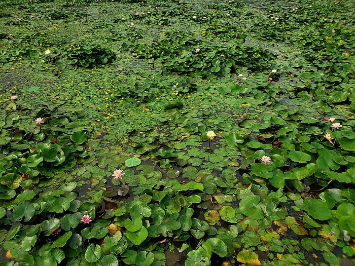 Various colors and sizes of water lilies and pads