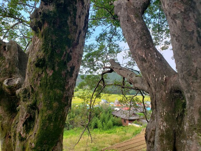 View of a village and rice paddies below from a rock behind two large, old trees