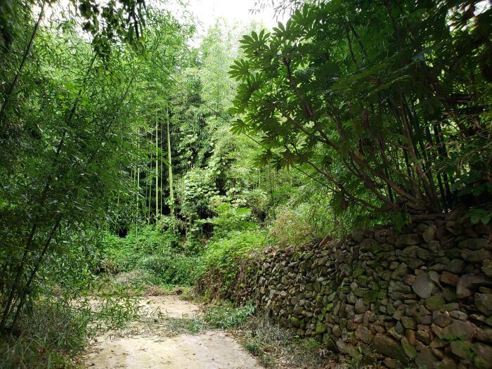 A wall of stacked rocks along a driveway through bamboo