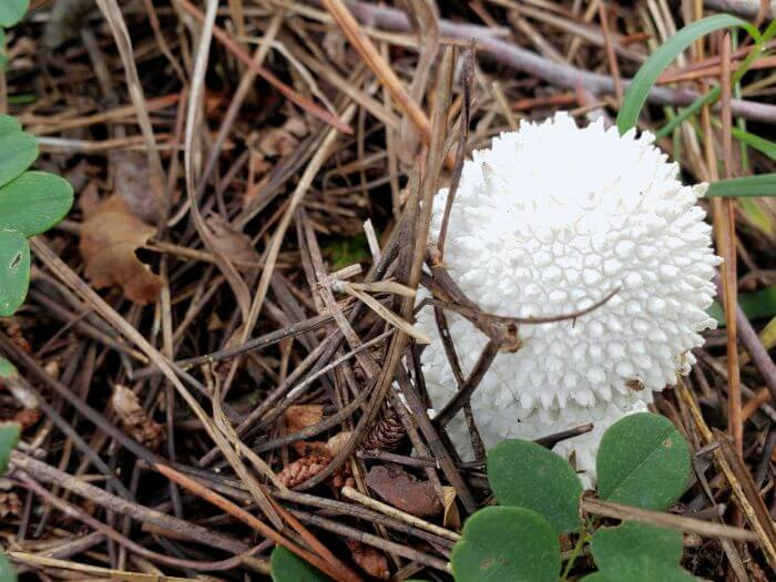 A white, spherical mushroom growing through pine needles