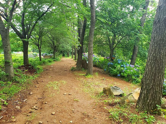 A wide, dirt path through trees with hydrangeas