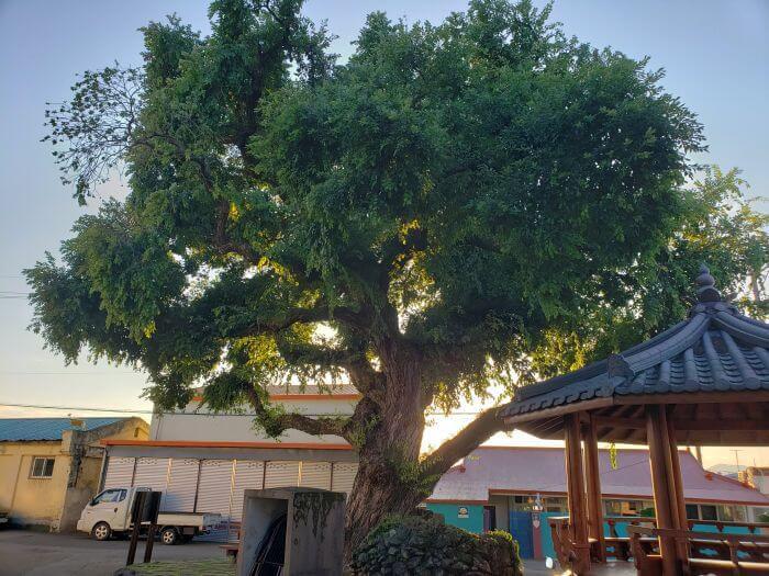 A willow tree next to a pavilion and rock dome surrounded by buildings and in front of the setting sun
